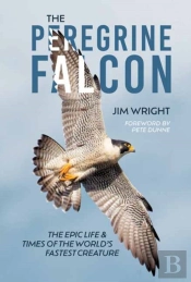 The Peregrine Falcon