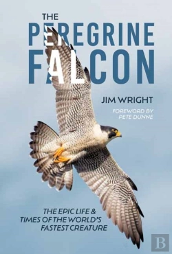 Bertrand.pt - The Peregrine Falcon