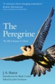 The Peregrine