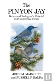 The Pinyon Jay