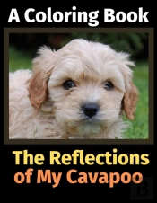 The Reflections Of My Cavapoo: A Colorin