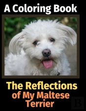 The Reflections Of My Maltese Terrier