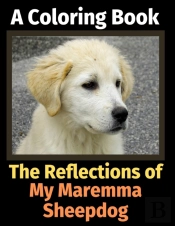 The Reflections Of My Maremma Sheepdog