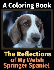 The Reflections Of My Welsh Springer Spa