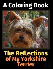 The Reflections Of My Yorkshire Terrier