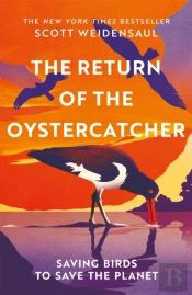 The Return Of The Oystercatcher