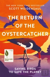 The Return Of The Oystercatcher