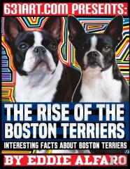 The Rise Of The Boston Terriers