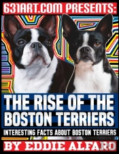 The Rise Of The Boston Terriers