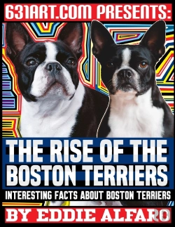 Bertrand.pt - The Rise Of The Boston Terriers