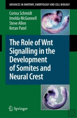 Bertrand.pt - The Role Of Wnt Signalling In The Development Of Somites And Neural Crest