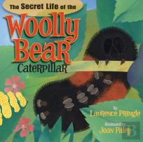The Secret Life Of The Woolly Bear Caterpillar