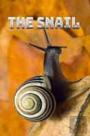 The Snail