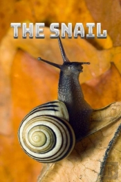 The Snail