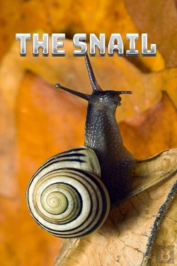 Bertrand.pt - The Snail