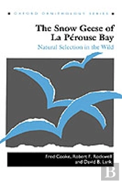 The Snow Geese Of La Perouse Bay