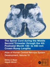 The Spinal Cord During The Middle Second Trimester Through The 4th Postnatal Month 130- To 440-Mm Crown-Rump Lengths