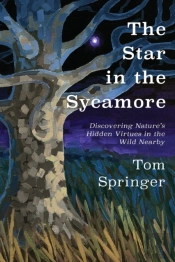 The Star In The Sycamore