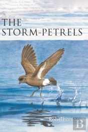 The Storm-Petrels