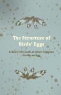 The Structure Of Birds Eggs - A Scientific Look At What Happens Inside An Egg