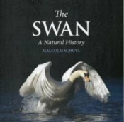 The Swan