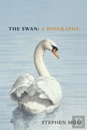 The Swan