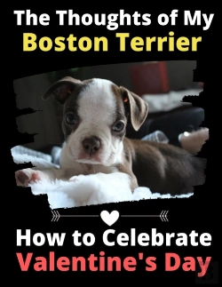 Bertrand.pt - The Thoughts Of My Boston Terrier