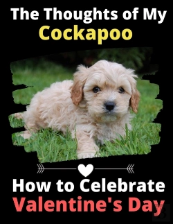 Bertrand.pt - The Thoughts Of My Cockapoo: How To Cele