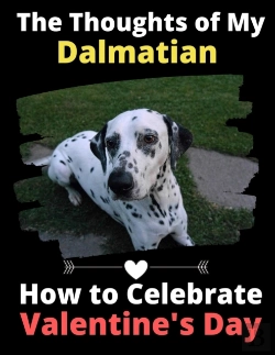 Bertrand.pt - The Thoughts Of My Dalmatian: How To Cel