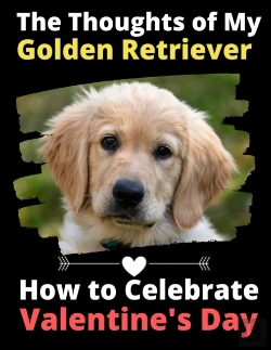 Bertrand.pt - The Thoughts Of My Golden Retriever: How