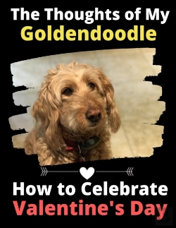 Bertrand.pt - The Thoughts Of My Goldendoodle: How To