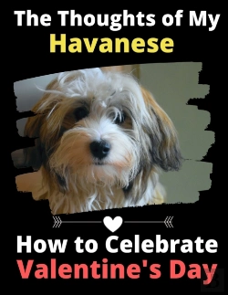 Bertrand.pt - The Thoughts Of My Havanese: How To Cele