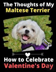 The Thoughts Of My Maltese Terrier