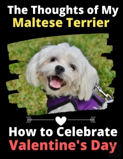 Bertrand.pt - The Thoughts Of My Maltese Terrier