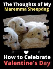 The Thoughts Of My Maremma Sheepdog
