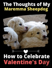 The Thoughts Of My Maremma Sheepdog