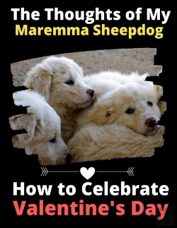 Bertrand.pt - The Thoughts Of My Maremma Sheepdog