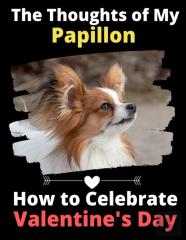 The Thoughts Of My Papillon
