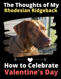 Bertrand.pt - The Thoughts Of My Rhodesian Ridgeback