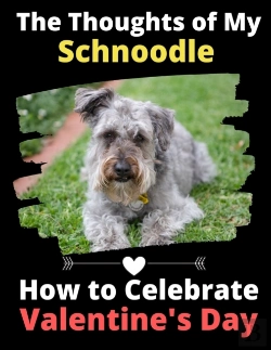Bertrand.pt - The Thoughts Of My Schnoodle