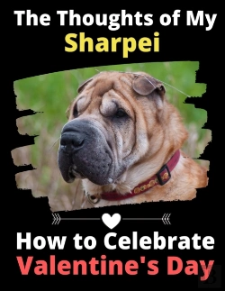 Bertrand.pt - The Thoughts Of My Sharpei
