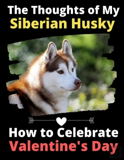 Bertrand.pt - The Thoughts Of My Siberian Husky