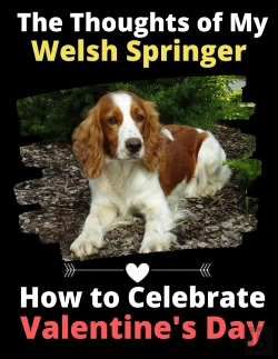 Bertrand.pt - The Thoughts Of My Welsh Springer: How T
