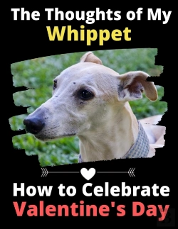 Bertrand.pt - The Thoughts Of My Whippet
