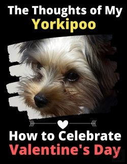 Bertrand.pt - The Thoughts Of My Yorkipoo