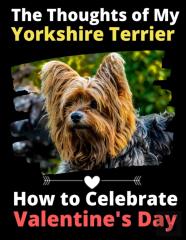 The Thoughts Of My Yorkshire Terrier
