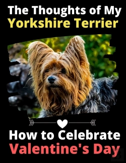 Bertrand.pt - The Thoughts Of My Yorkshire Terrier