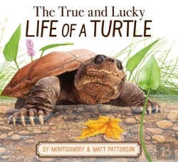 Bertrand.pt - The True And Lucky Life Of A Turtle