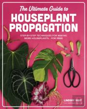 The Ultimate Guide To Houseplant Propagation