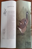 The Waterfowl Of North America